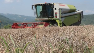 İzmit Belediyesi Nusrat buğday tohumlarını çiftçiye dağıtmaya başlıyor