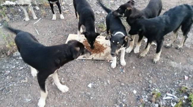 İzmit Belediyesinden, Körfez'deki sokak hayvanlarına mama desteği
