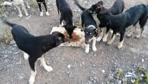 İzmit Belediyesinden, Körfez'deki sokak hayvanlarına mama desteği