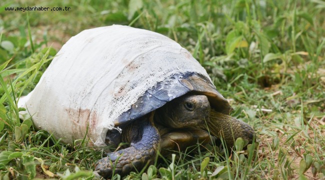 Kabuğu Kırık Kaplumbağa Doğaya Kavuşmak İçin Gün Sayıyor