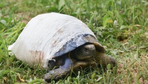 Kabuğu Kırık Kaplumbağa Doğaya Kavuşmak İçin Gün Sayıyor