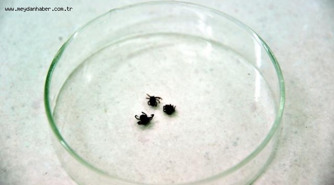 Kene popülasyonunda endişe verici artış