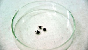 Kene popülasyonunda endişe verici artış