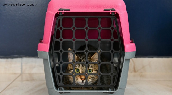   KISAMER'DEN SOKAK HAYVANLARI İÇİN 7/24 MESAİ