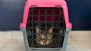   KISAMER'DEN SOKAK HAYVANLARI İÇİN 7/24 MESAİ