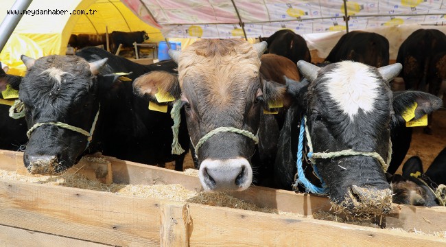 KURBAN BAYRAMI HAZIRLIKLARI BAŞLADI