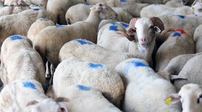 Menteşe'de Kurban Satış ve Kesim Yerleri Belirlendi