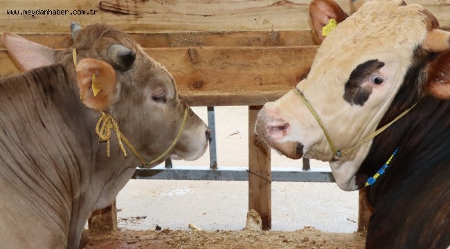 Modern Hayvan Pazarı İzmitlileri bekliyor