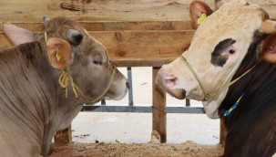 Modern Hayvan Pazarı İzmitlileri bekliyor