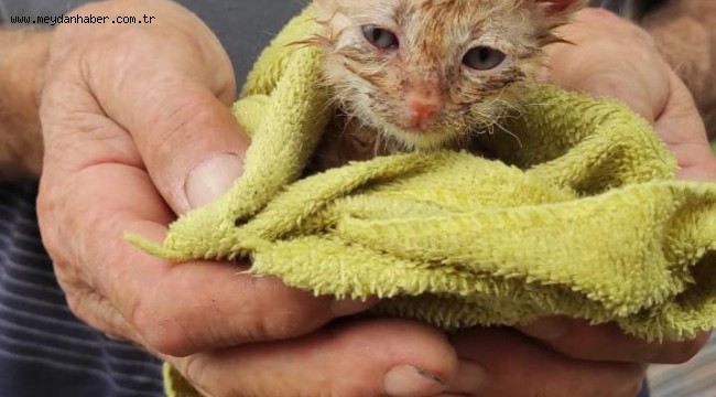 ORDU İTFAİYESİ YAVRU KEDİ İÇİN SEFERBER OLDU