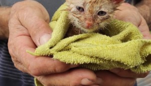 ORDU İTFAİYESİ YAVRU KEDİ İÇİN SEFERBER OLDU