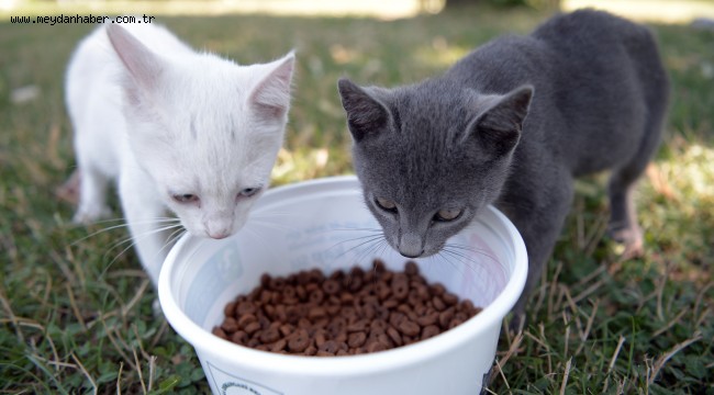 Osmangazi'de Can Dostlar Emin Ellerde