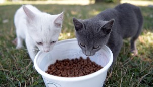 Osmangazi'de Can Dostlar Emin Ellerde