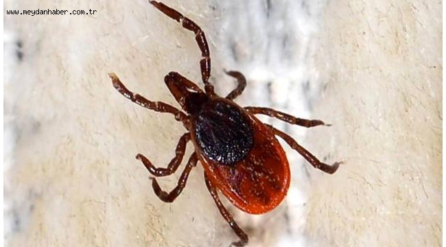 Sivas'ta KKKA şüphesiyle ölüm