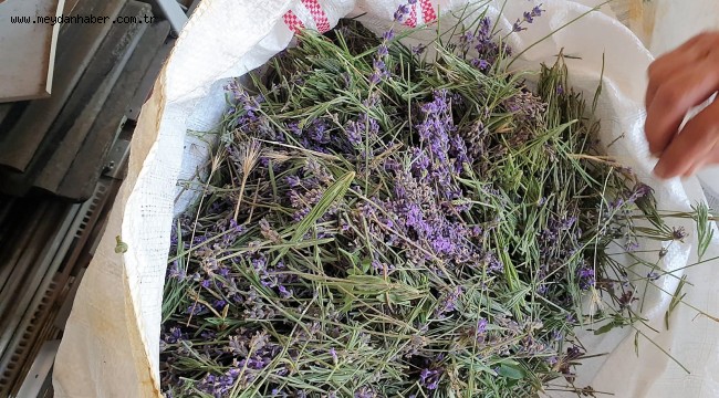 TOKAT'IN MOR GELİNLİĞİ LAVANTALAR HASAT EDİLİYOR