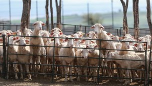 Tunceli'de uçurumdan atlayan 77 koyun telef oldu