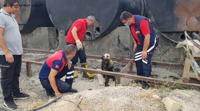 Zifte batan köpeği itfaiye ekipleri kurtardı