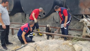 Zifte batan köpeği itfaiye ekipleri kurtardı