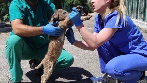 ASFALTA DÜŞEN YAVRULAR KURTARILDI 