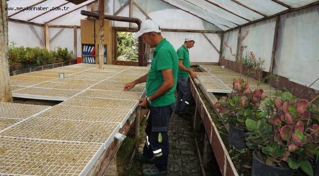 Beypazarı Belediyesi Seralarında Üretim Sürüyor