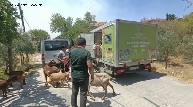 BÜYÜKŞEHİR HAYVANLAR İÇİN SEFERBER OLDU YİYECEK, NAKİL VE TEDAVİ İHTİYAÇLARI GİDERİLİYOR