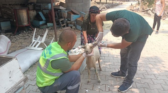 BÜYÜKŞEHİR, MARMARİS'TE YANGINDAN KURTARILAN KEÇİLERİN YARDIMINA KOŞTU