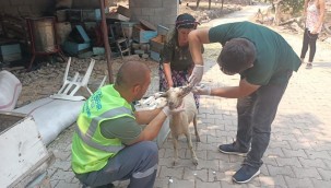 BÜYÜKŞEHİR, MARMARİS'TE YANGINDAN KURTARILAN KEÇİLERİN YARDIMINA KOŞTU