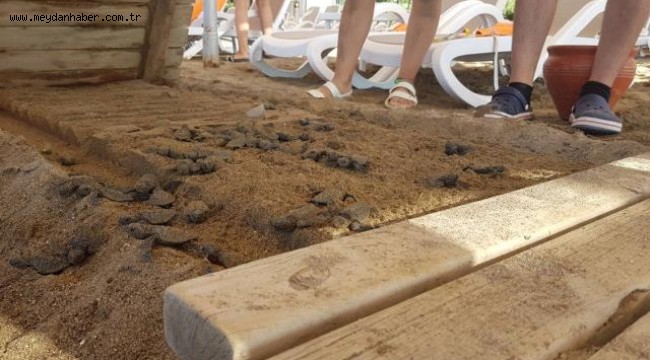 Caretta caretta yavrularının ölü bulunduğu otelle ilgili soruşturma