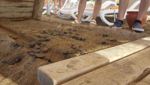 Caretta caretta yavrularının ölü bulunduğu otelle ilgili soruşturma