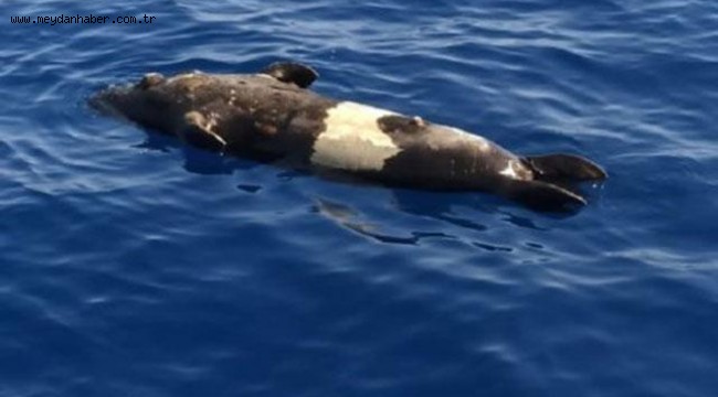 Fethiye'de Akdeniz foku ölü bulundu