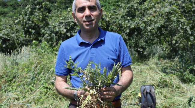 FINDIK BAHÇE OTU, SLAJ YEMİNDEN DAHA KALİTELİ ÇIKTI