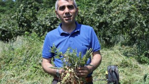 FINDIK BAHÇE OTU, SLAJ YEMİNDEN DAHA KALİTELİ ÇIKTI