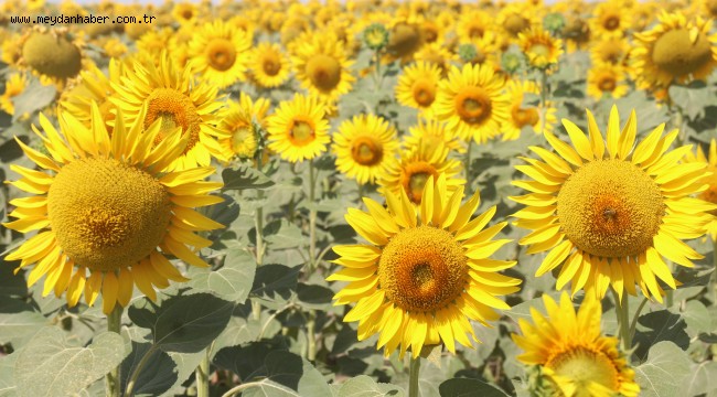 Gündöndüler Ergene'yi Sarıya Boyadı