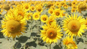 Gündöndüler Ergene'yi Sarıya Boyadı