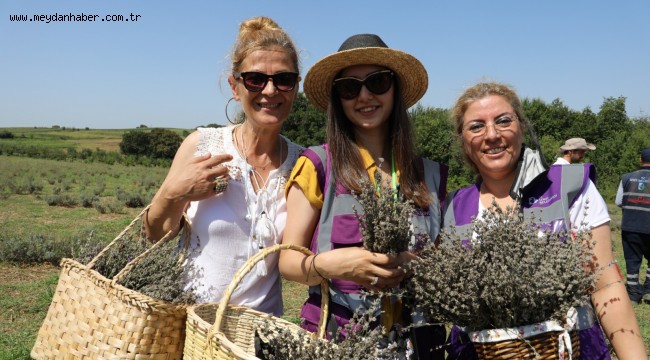  İzmit Belediyesi Lavanta  Bahçesi'nde hasat başladı