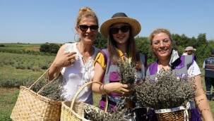  İzmit Belediyesi Lavanta  Bahçesi'nde hasat başladı