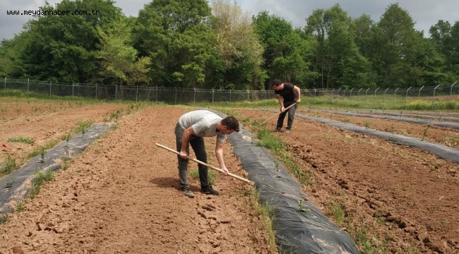 İzmit'in üretim bahçelerinde bakım sürüyor