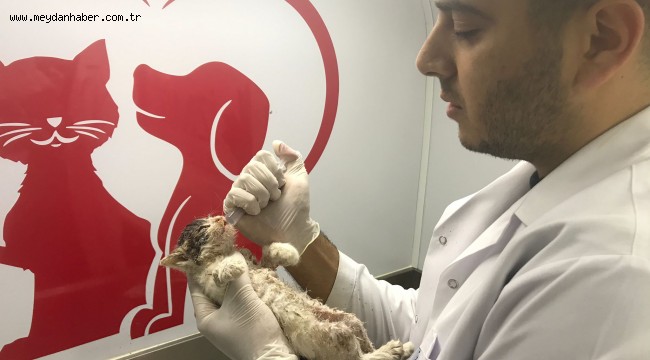 İzmitli veterinerler, yangında kurtarılan kedilere nefes oldu