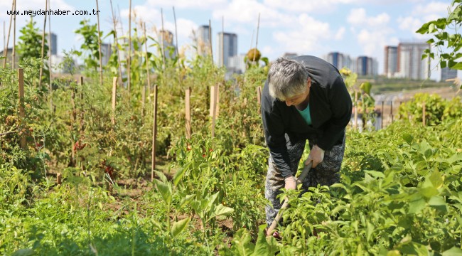 KÜÇÜKÇEKMECE BELEDİYESİ'NDEN ŞEHRİN ORTASINDA ORGANİK TARIM FIRSATI