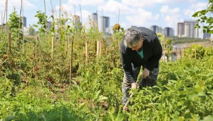 KÜÇÜKÇEKMECE BELEDİYESİ'NDEN ŞEHRİN ORTASINDA ORGANİK TARIM FIRSATI