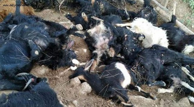 Mersin'e yıldırım düştü, 30 hayvan telef oldu