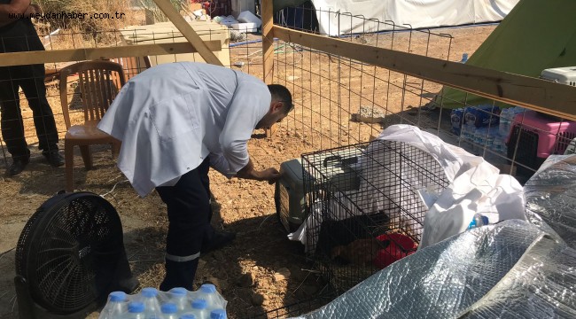 Patibüs, yangın bölgelerinde  can dostlarımızın yaralarını sarıyor