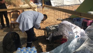 Patibüs, yangın bölgelerinde  can dostlarımızın yaralarını sarıyor