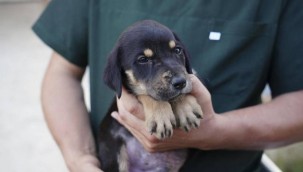Selden kurtarılan köpeğin ismi 'Mucize' oldu
