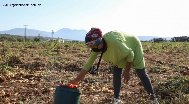 Tarlada kalan domatesler, Bucalı kadınların ev ekonomisine can suyu oldu
