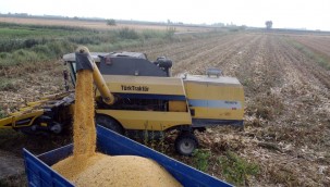 TARSUS BELEDİYESİ İLE TARIMSAL ARAŞTIRMA ENSTİTÜSÜ BİR HASADA DAHA İMZA ATTI