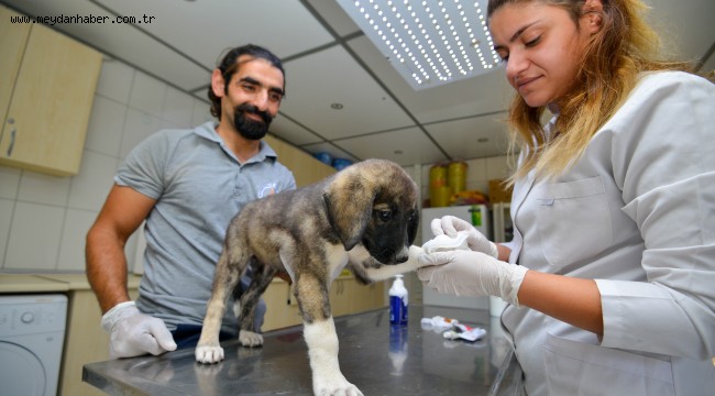 Yangından kurtarılan hayvanların sağlık durumları iyi