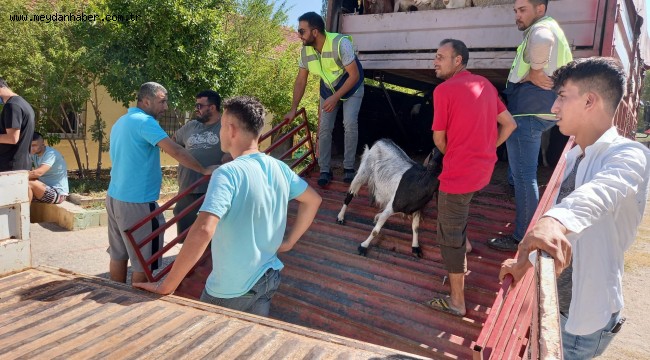 YANGINZEDE KÖYLÜLERE 240 KÜÇÜKBAŞ HAYVAN DESTEĞİ
