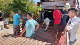 YANGINZEDE KÖYLÜLERE 240 KÜÇÜKBAŞ HAYVAN DESTEĞİ