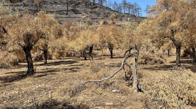 BELEDİYE YANGINDA ZARAR GÖRMÜŞ ZEYTİN AĞAÇLARININ SAĞLIKLI GELİŞMESİ İÇİN ÇALIŞIYOR